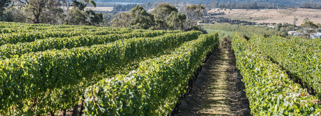 Lost Farm Wines vineyard